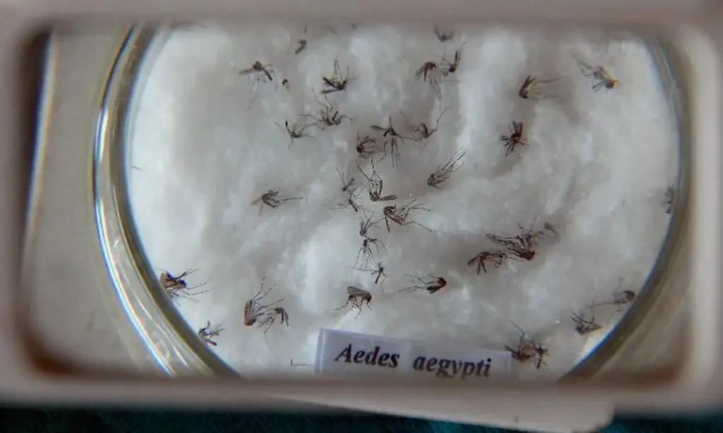 Pesquisa do Butantan padroniza nomenclatura de vírus da dengue