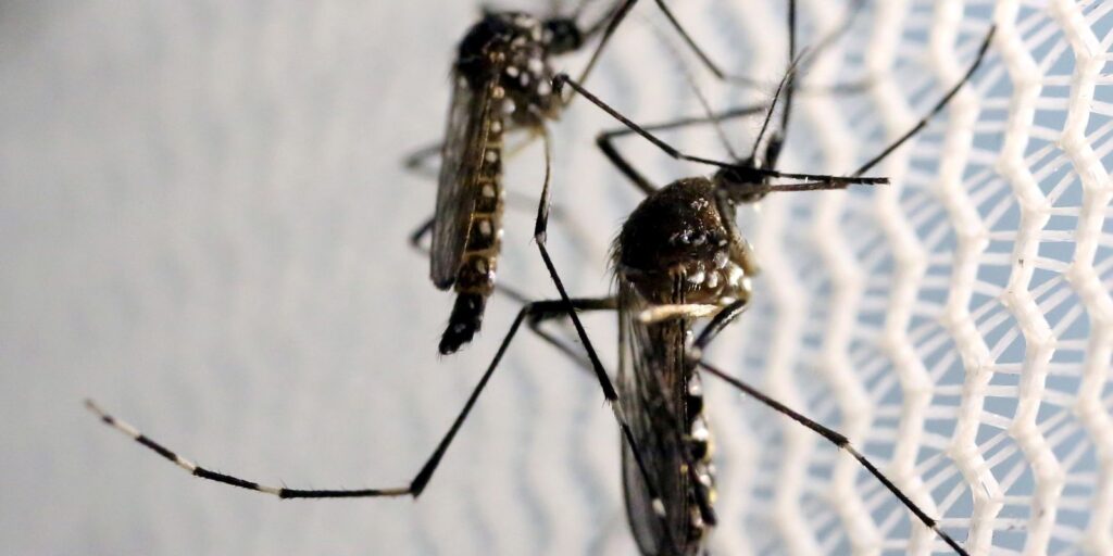 Vacina contra dengue do Butantan terá dose única e alcance global