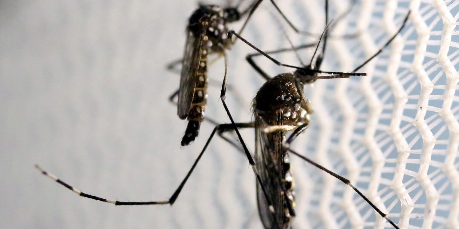 Vacina contra dengue do Butantan terá dose única e alcance global