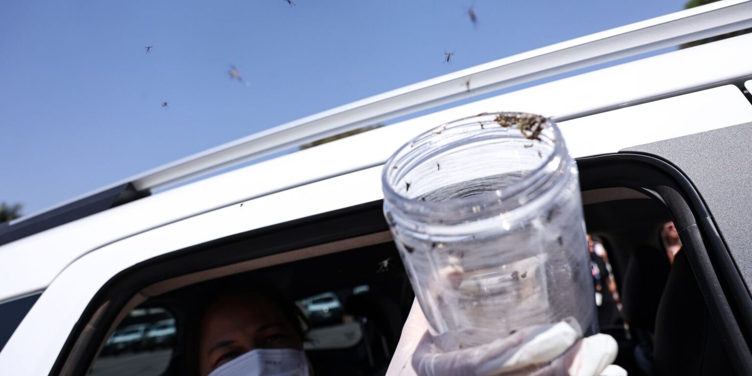 Mosquitos estéreis Aedes aegypti são liberados para conter arboviroses