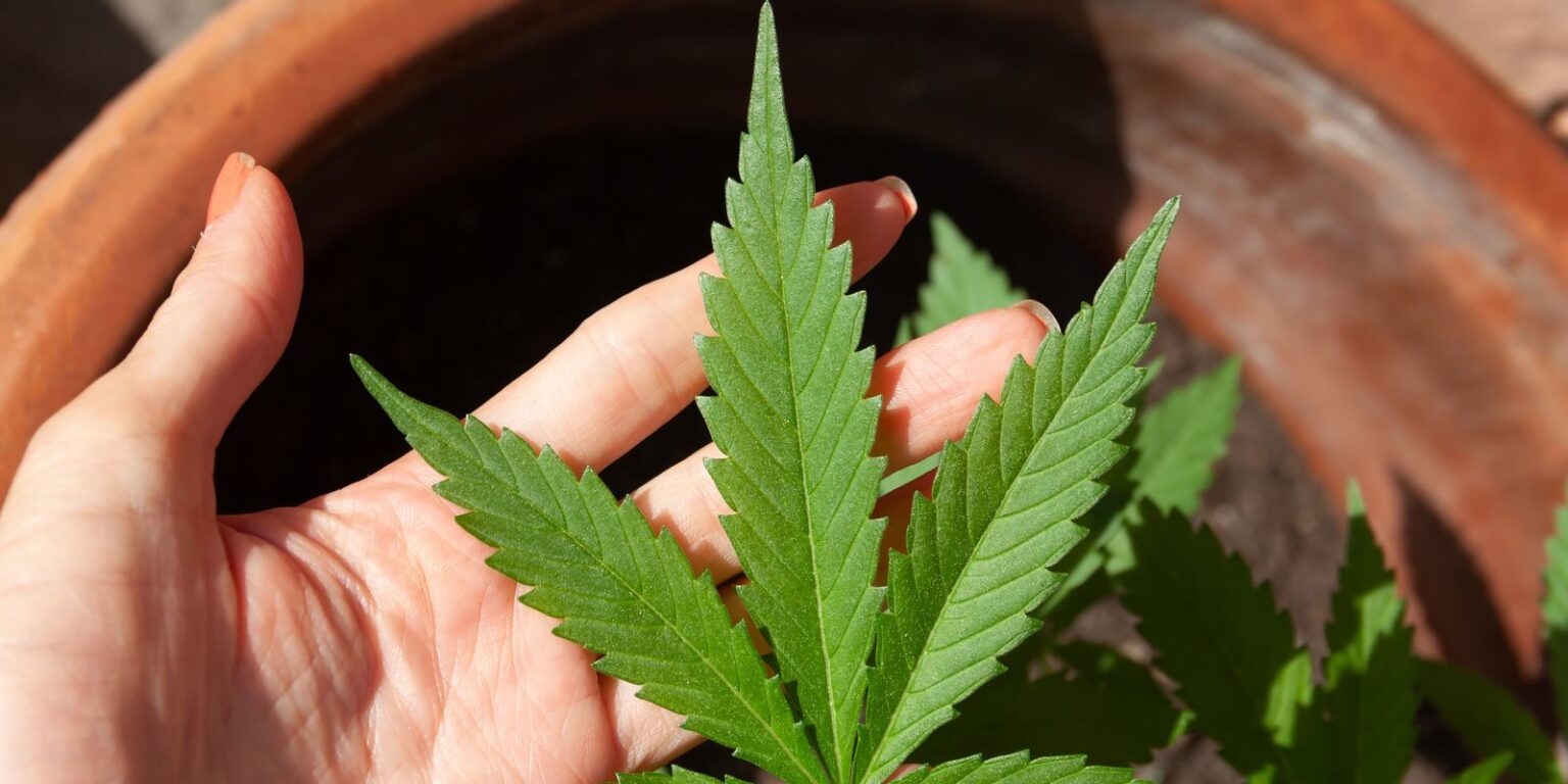 Produção de cannabis medicinal: Anvisa vota novas regras no Brasil