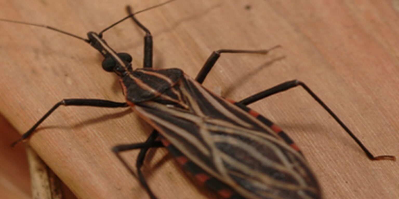 Surto de doença de Chagas em Ananindeua alarma autoridades