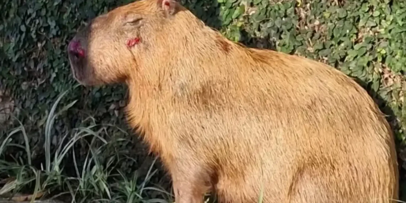 MPRJ denuncia agressores de capivara na Ilha do Governador