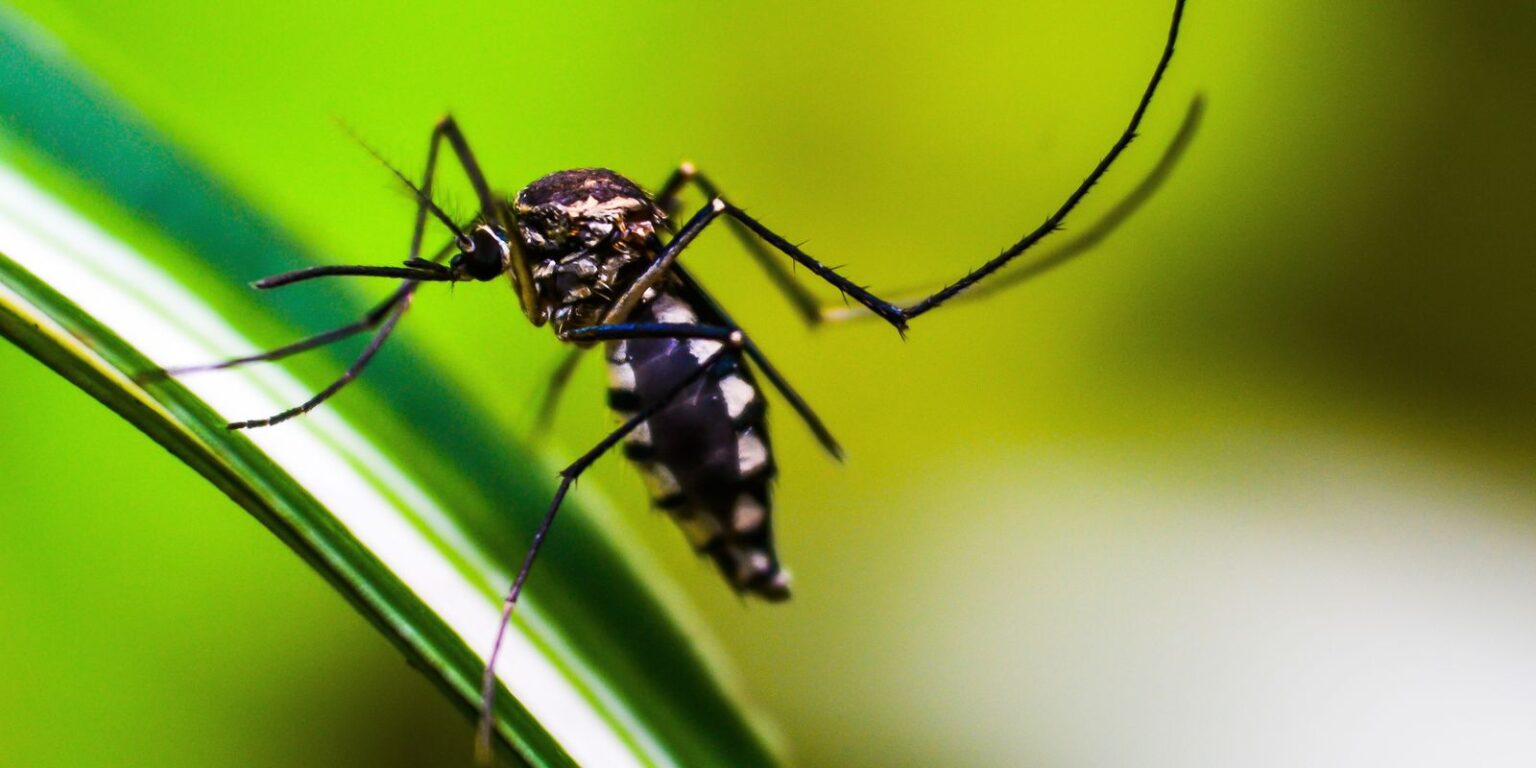 Casos de dengue no Brasil caem 75% nos primeiros meses de 2026