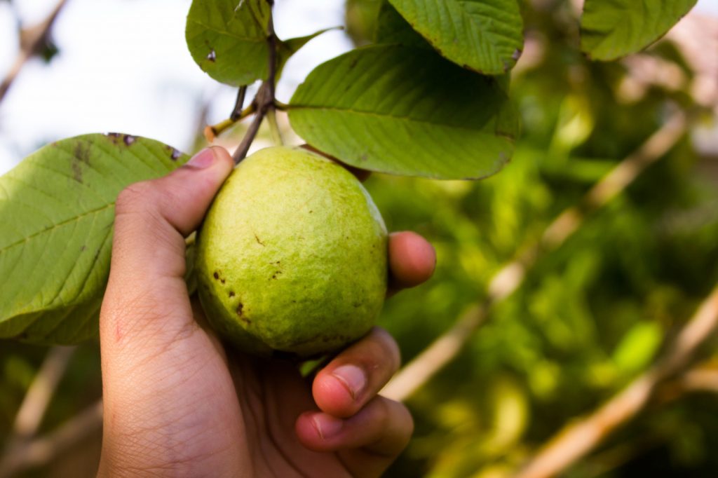 China abre mercado para polpas e frutas congeladas brasileiras