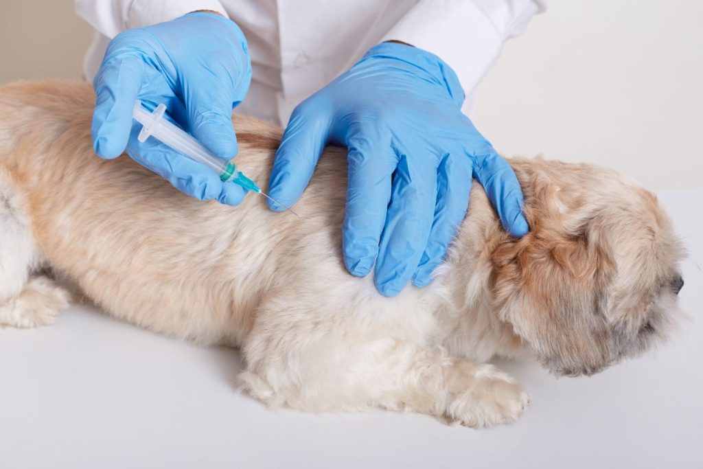 Leve seu pet: vacinação antirrábica no Shopping Bela Vista em agosto