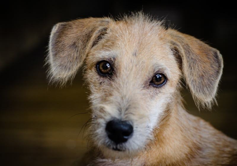 STF obriga prefeituras a acolher cães e gatos abandonados