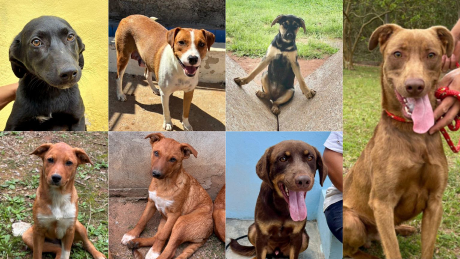 Adote um pet: Lagunitas e ONG promovem feira no Parque Villa-Lobos