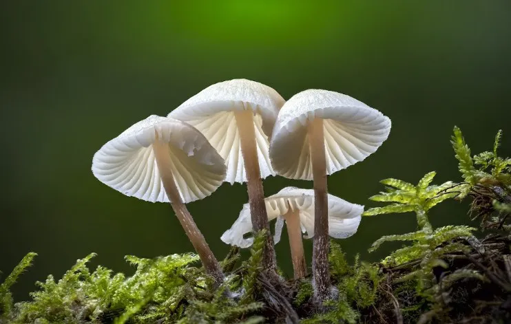 Biotrop desenvolve fungo capaz de combater bicudo-do-algodoeiro