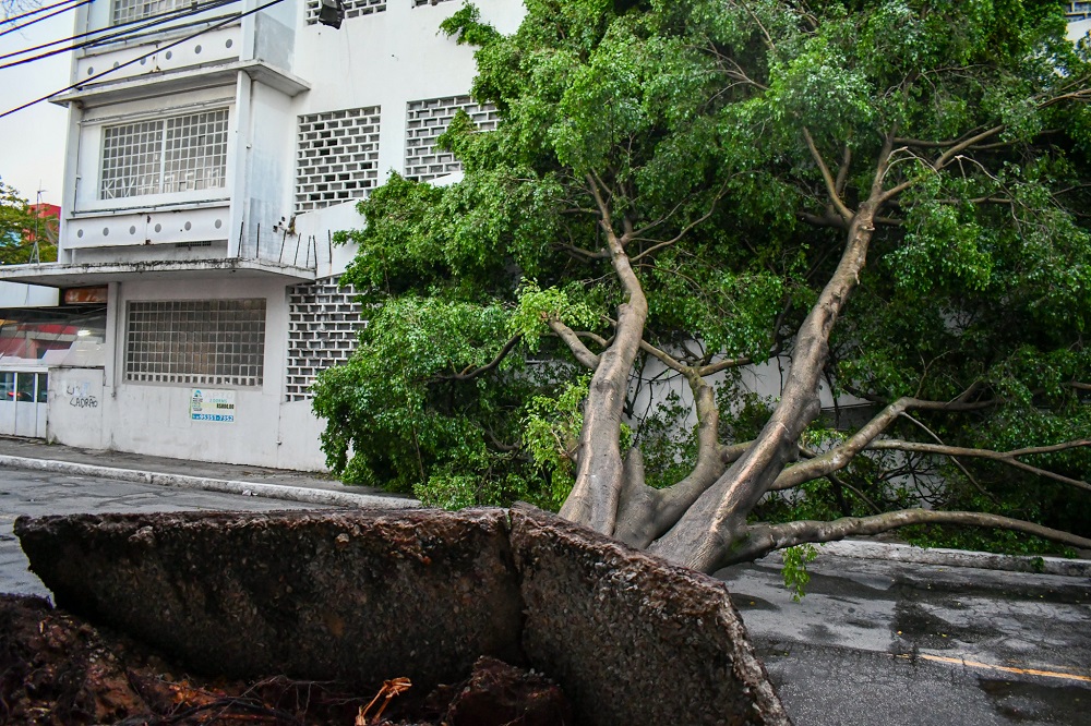 Chuva derruba 28 árvores e deixa 31.876 sem luz em São Paulo