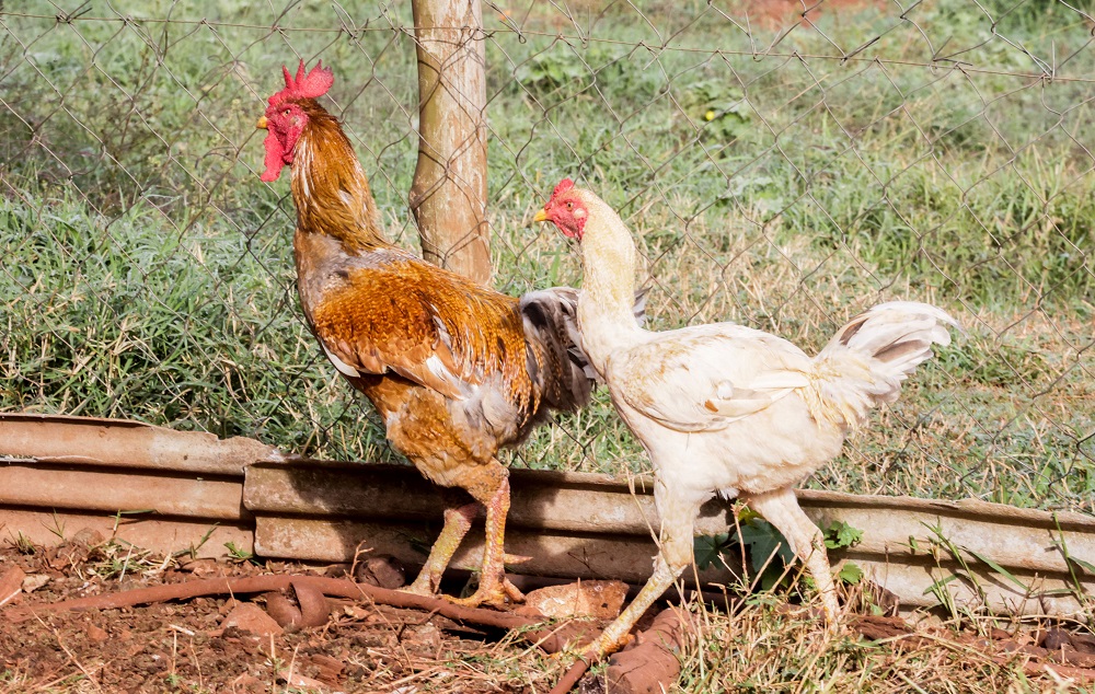 UE sinaliza retomada imediata das compras brasileiras de frango e mel