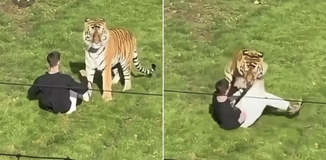 Jovem de 20 anos morre após entrar no recinto de tigre em zoológico na Inglaterra