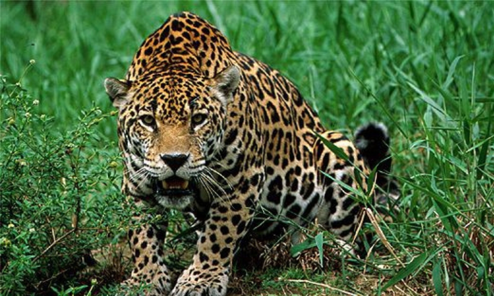 Relatório revela queda de 73% nas populações de vertebrados (1970–2022)